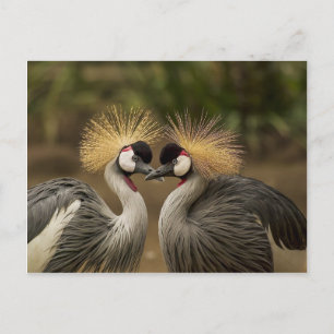 Grey Crowned Cranes Postcard