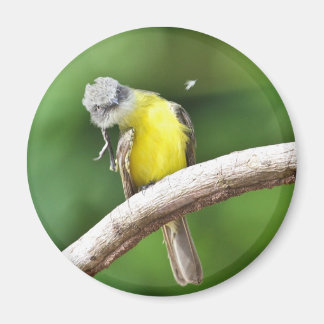 Grey-crowned Flycatcher Magnet