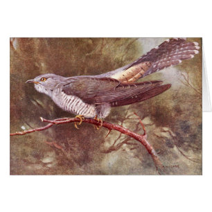Grey Cuckoo Vintage Illustration