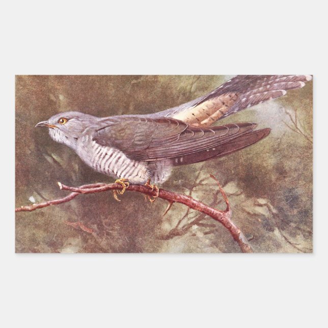 Grey Cuckoo Vintage Illustration Rectangular Sticker (Front)