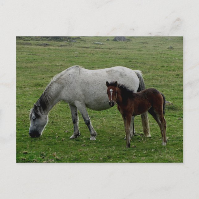Grey Dartmoor Pony Mare  And Foal Postcard (Front)