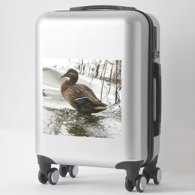 Grey duck on dark the lake (Suitcase)
