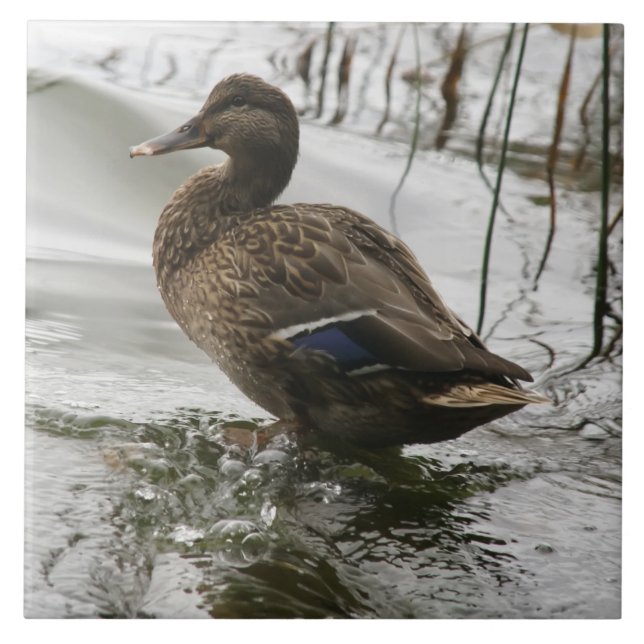 Grey duck on dark the lake tile (Front)