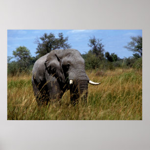 Grey Elephant Grasslands Poster