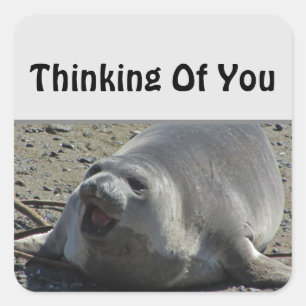 Grey Elephant Seal Ocean Animal Thinking Of You