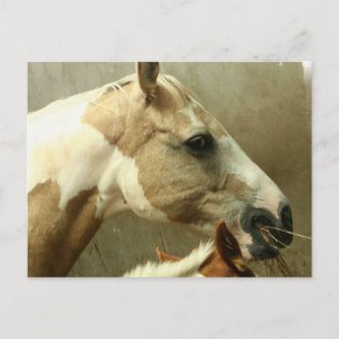 Grey Eventing Horse Postcard