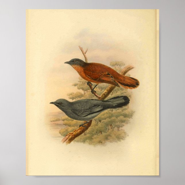 Grey Faced Cuckoo Shrike Bird Vintage Print (Front)