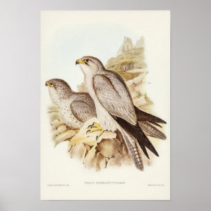 Grey Falcon by Elizabeth Gould Poster