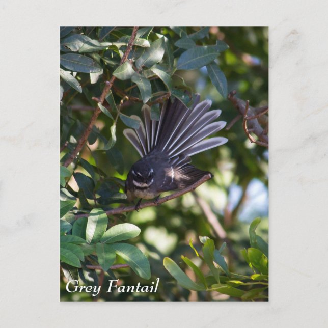 Grey Fantail Postcard (Front)