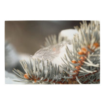 Grey Feather In Snowy Evergreen Branch