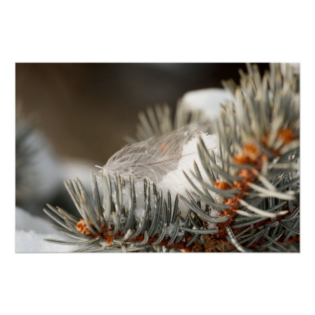 Grey Feather In Winter Evergreen Branch Poster (Front)