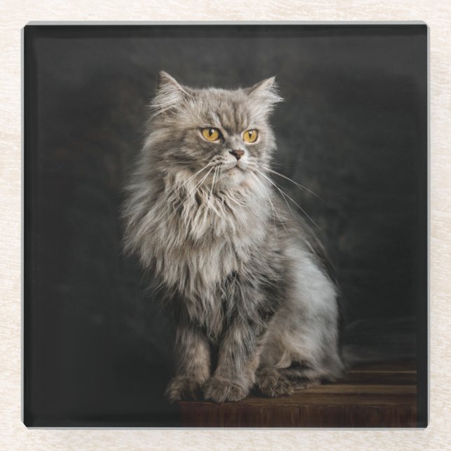 Grey Fluffy Cat  Glass Coaster (Front)