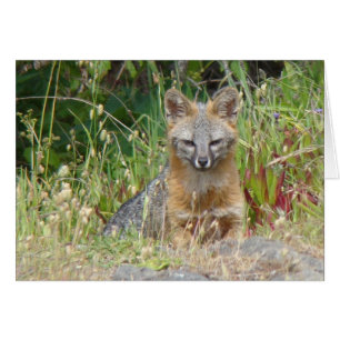 Grey Fox Card