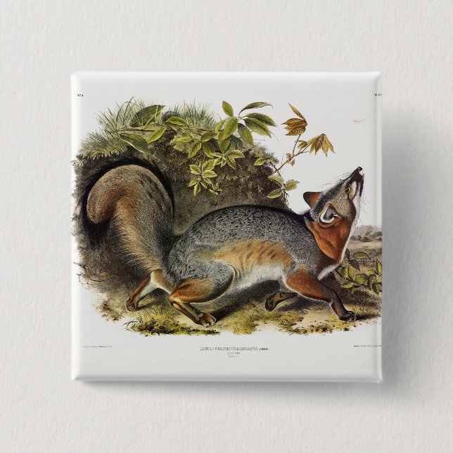 Grey Fox / Grey Fox Audubon's American Quadrupeds 15 Cm Square Badge (Front)
