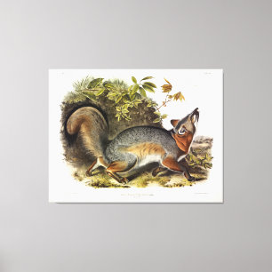 Grey Fox / Grey Fox Audubon's American Quadrupeds Canvas Print