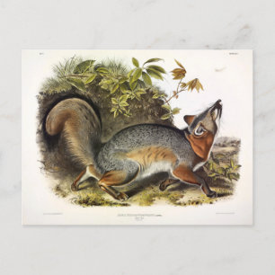 Grey Fox / Grey Fox Audubon's American Quadrupeds Postcard