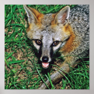 Grey Fox Poster