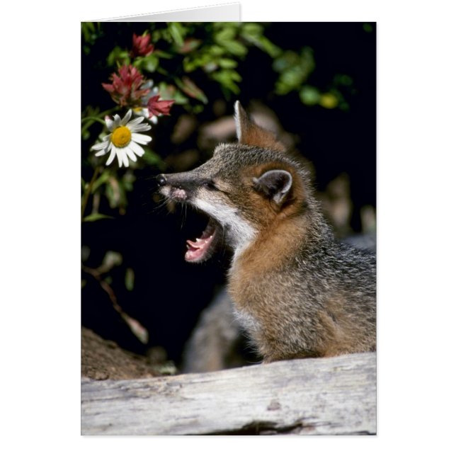Grey Fox-young kit (Front)