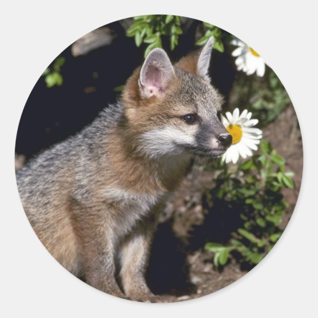 Grey Fox-young kit Classic Round Sticker (Front)