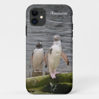 Grey Gentoo Penguin Edinburgh Zoo Scotland