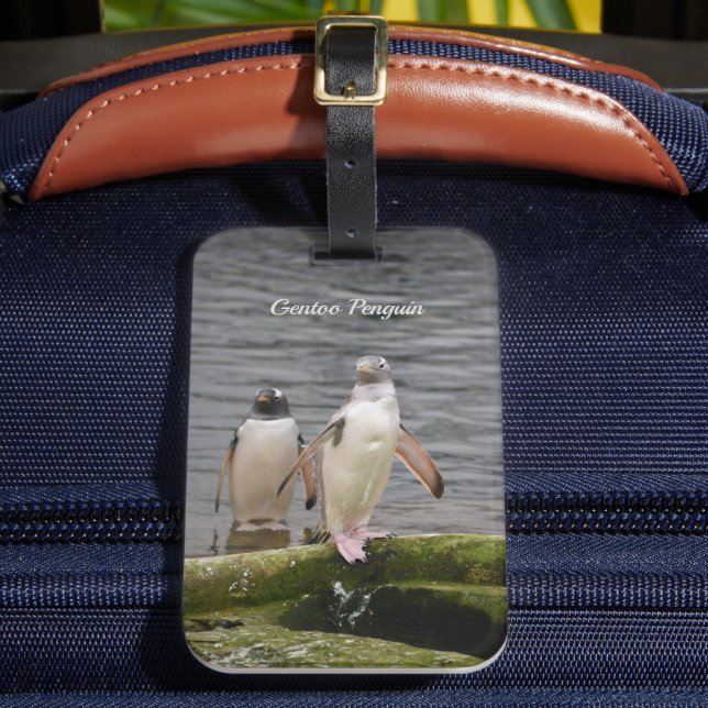 Grey Gentoo Penguin Edinburgh Zoo Scotland  Luggage Tag (Front Insitu 2)
