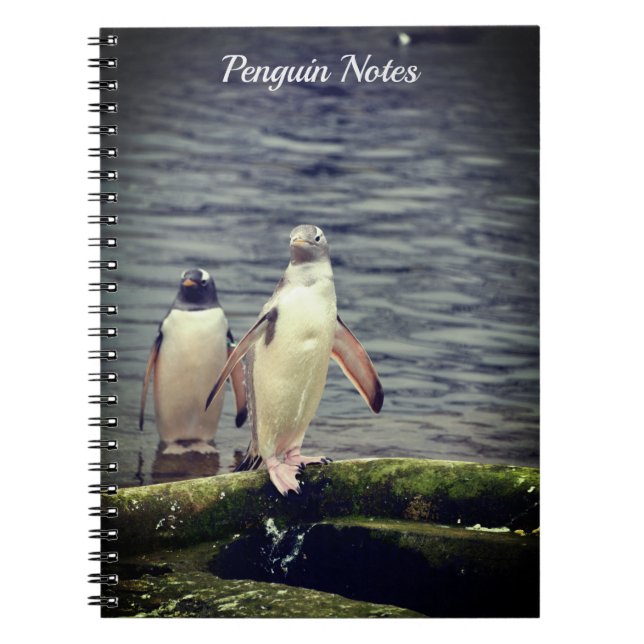 Grey Gentoo Penguin Edinburgh Zoo Scotland Notebook (Front)