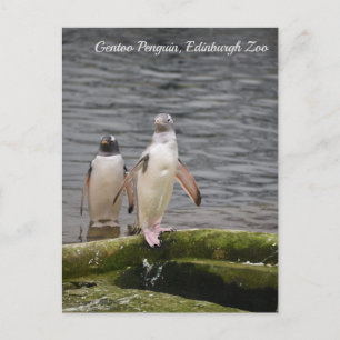 Grey Gentoo Penguin Edinburgh Zoo Scotland  Postcard