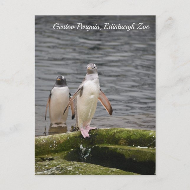 Grey Gentoo Penguin Edinburgh Zoo Scotland  Postcard (Front)