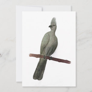 Grey-go-away bird pencil drawing holiday card