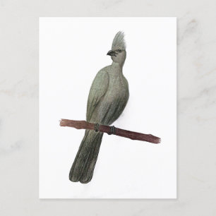 Grey-go-away bird pencil drawing postcard