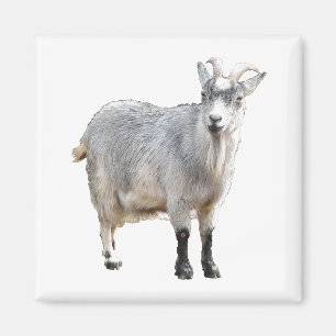 Grey Goat Farm Animal, Cute Nature Photography Magnet