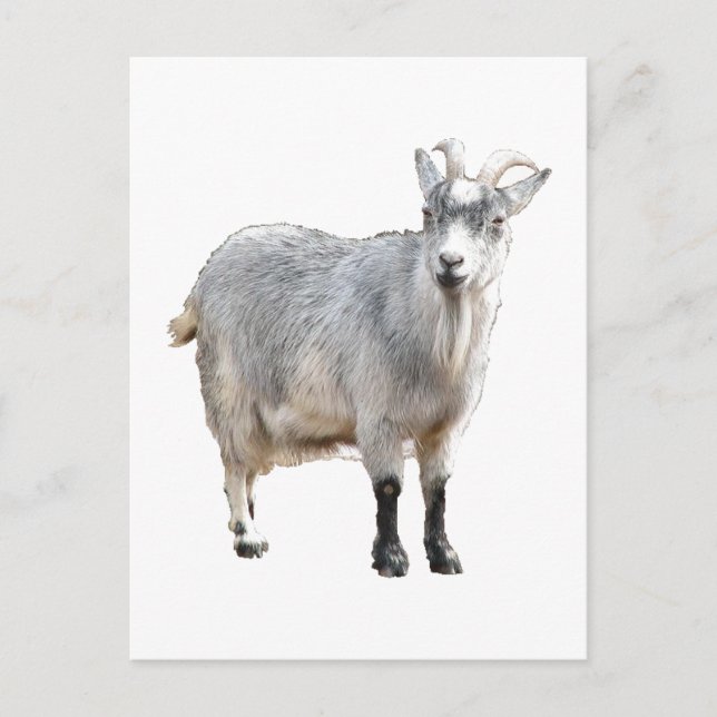 Grey Goat Farm Animal, Cute Nature Photography Postcard (Front)