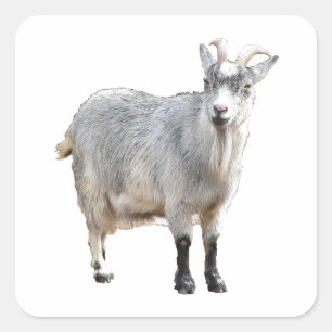 Grey Goat Farm Animal, Cute Nature Photography Square Sticker