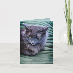 Grey Green Eyed Cat - Blank Folded Greeting Card