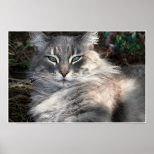 Grey Green-Eyed Maine Coon Cat Poster