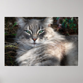 Grey Green-Eyed Maine Coon Cat Poster