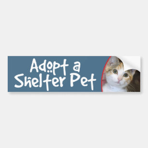 Grey(Grey) Tabby/White Kitten Bumper Sticker/Decal Sticker
