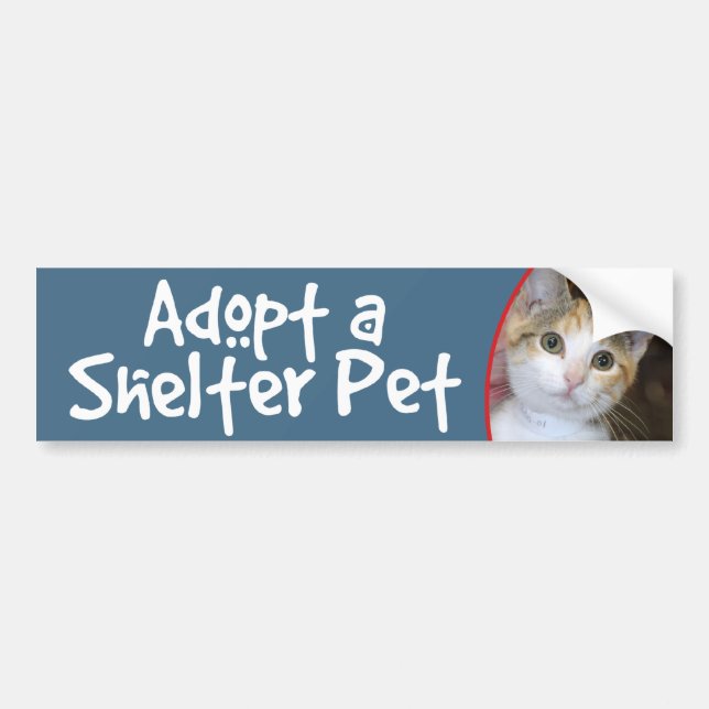 Grey(Grey) Tabby/White Kitten Bumper Sticker/Decal Sticker (Front)