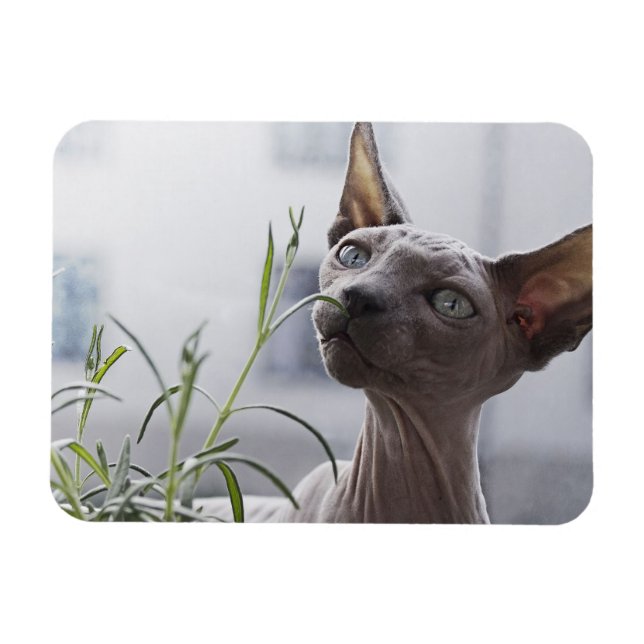 Grey Hairless Sphynx Cat Sniffing Plant Magnet (Horizontal)
