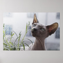 Grey Hairless Sphynx Cat Sniffing Plant