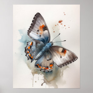 Grey Hairstreak Butterfly Art Print Poster