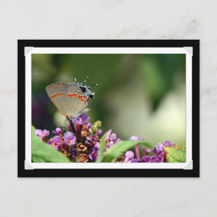 Grey Hairstreak Butterfly Photo Postcard