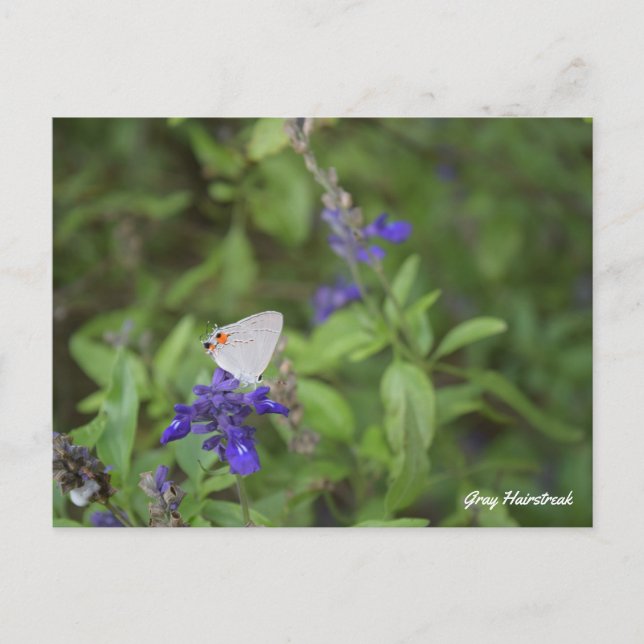 Grey Hairstreak Butterfly Postcard (Front)