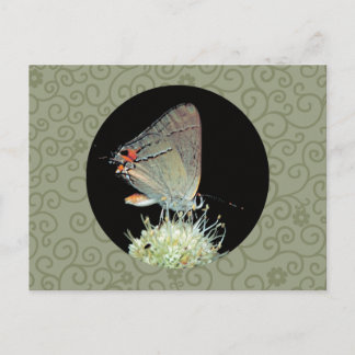 Grey Hairstreak Butterfly Postcard