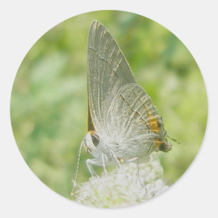 Grey Hairstreak Butterfly Stickers