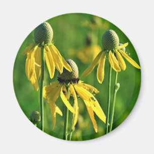 Grey-headed Coneflower Magnet