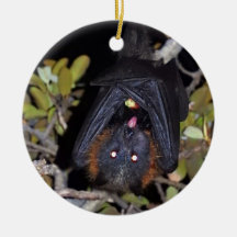 Grey-Headed Flying Fox
