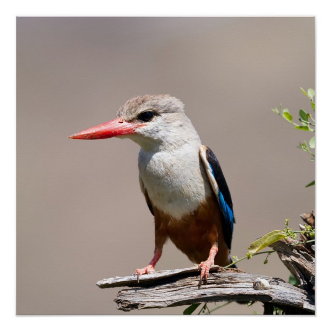 Grey-Headed Kingfisher Poster (Front)