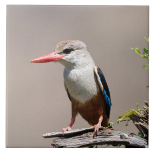 Grey-Headed Kingfisher Tile