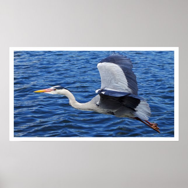 Grey Heron in Flight Poster (Front)
